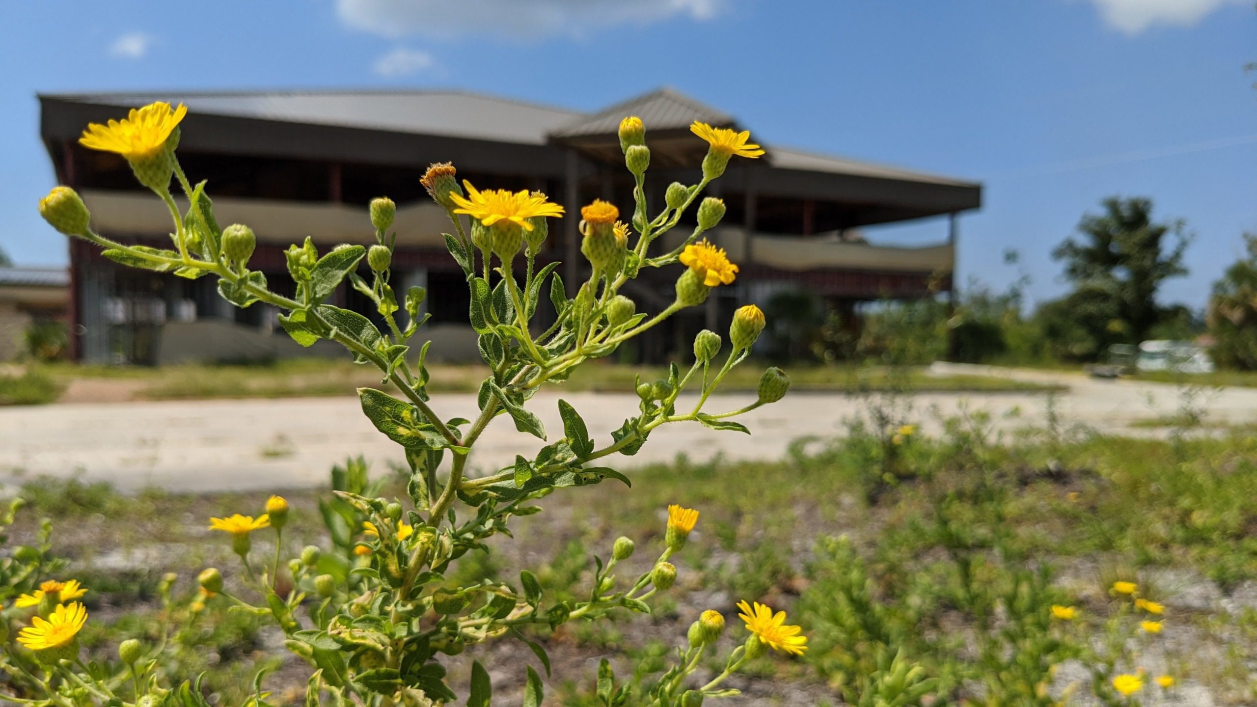 Flower in front of CARE Building